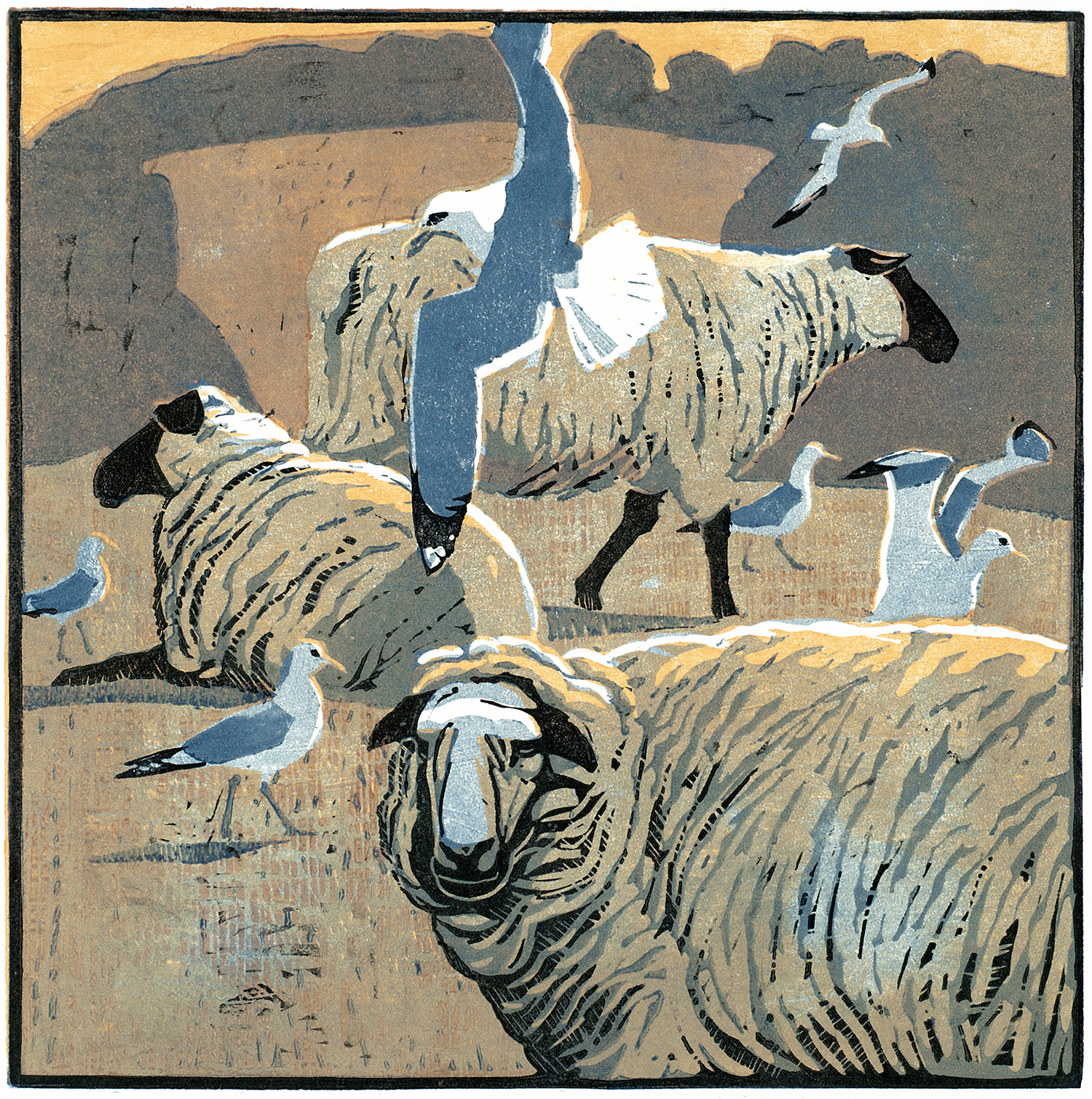 Common Gulls & Sheep by Robert Greenhalf