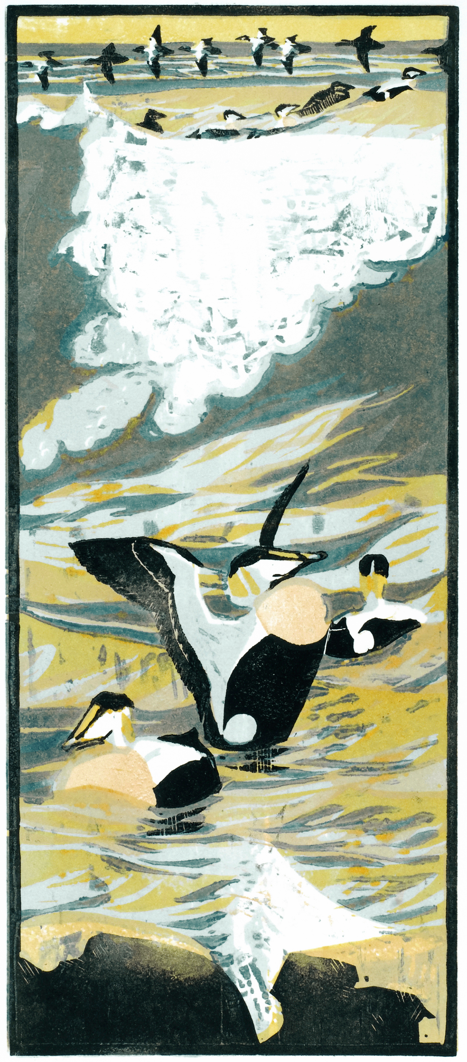 Eiders by Robert Greenhalf