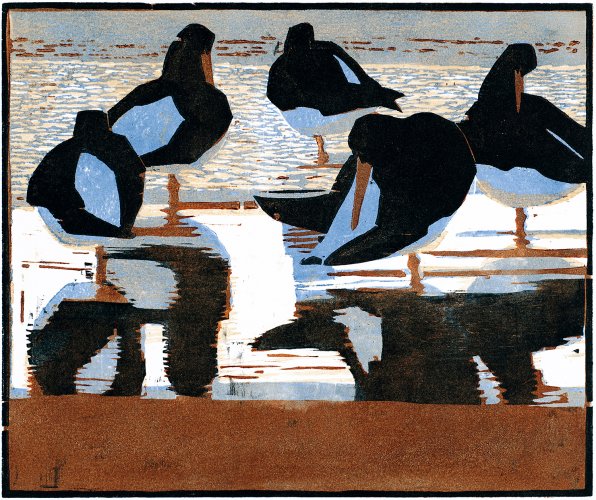 Image of Oystercatchers, Evening