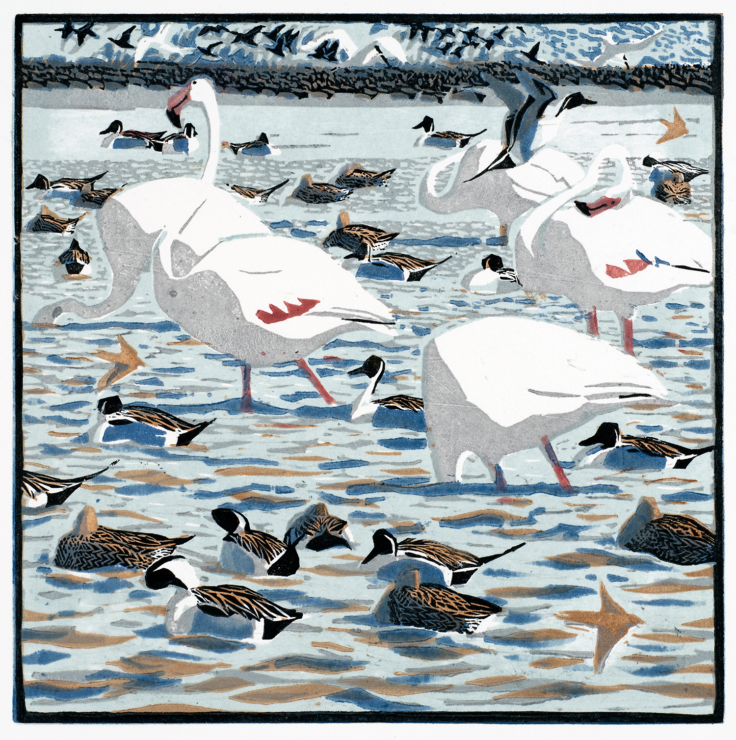 Flamingos & Pintails by Robert Greenhalf