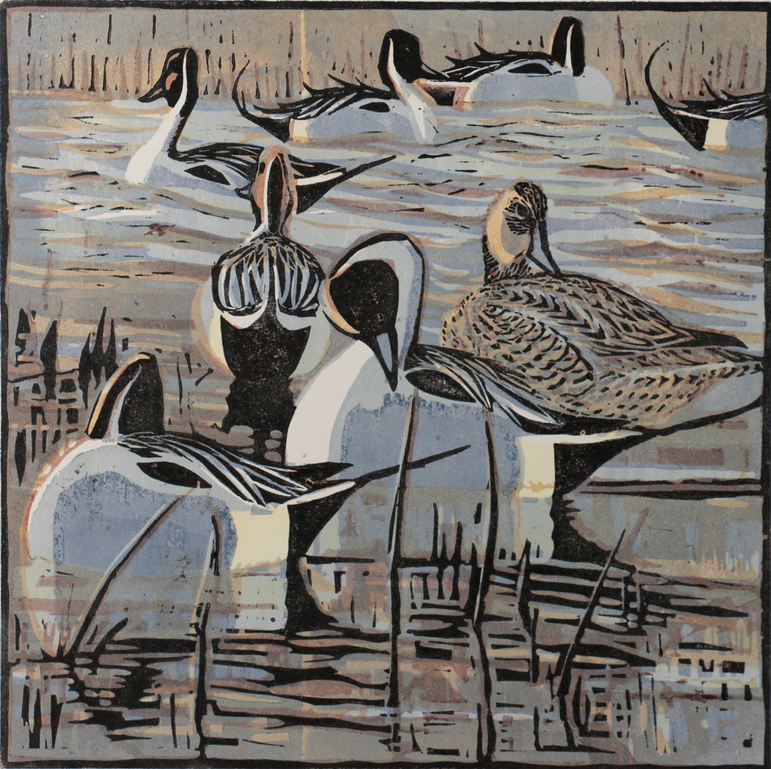 Pintails by Robert Greenhalf