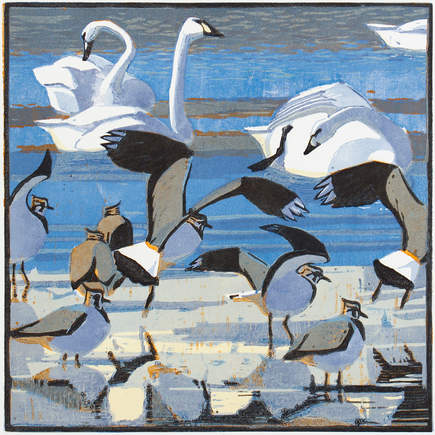 Bewick's Swans & Lapwings by Robert Greenhalf