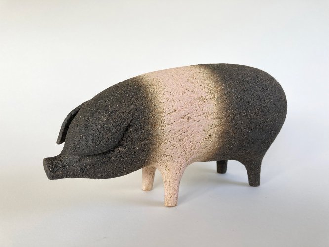 Saddleback Pig, small