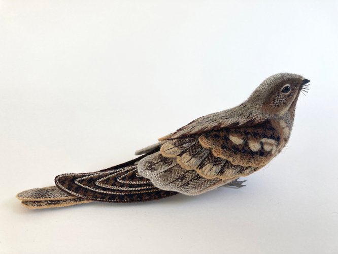 Nightjar