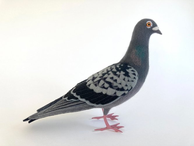 Feral Pigeon