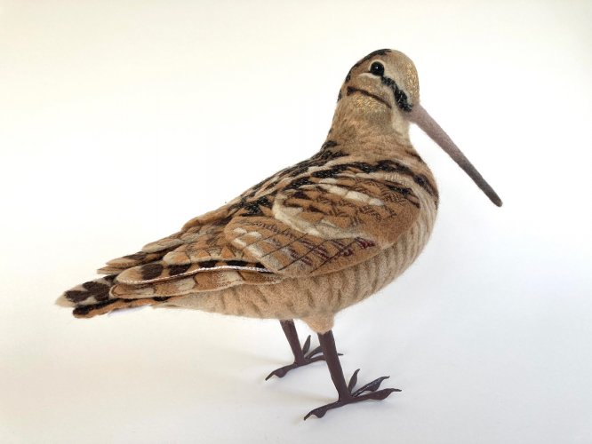 Woodcock