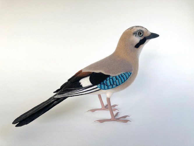 Jay