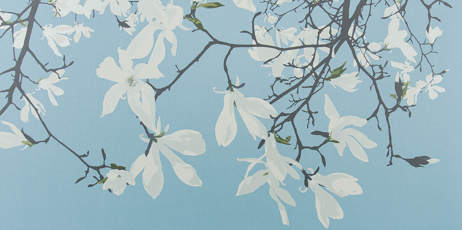 Magnolia Stellata by Gilly McCadden