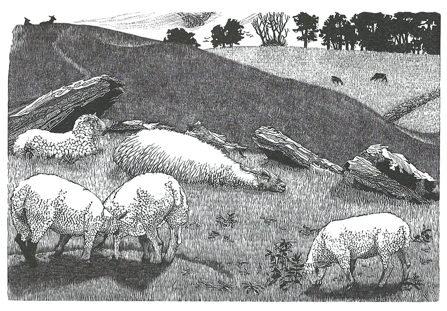 Fat lambs at Arbor Low by Sarah Van Niekerk