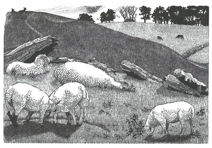 Image of Fat lambs at Arbor Low