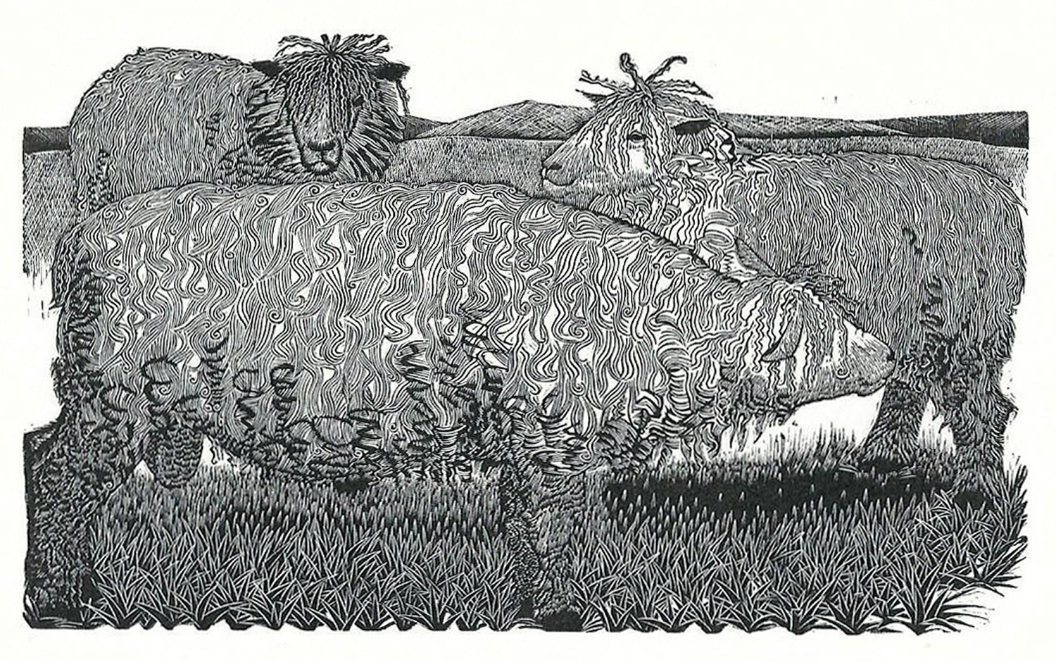 Cotswold Sheep by Sarah Van Niekerk