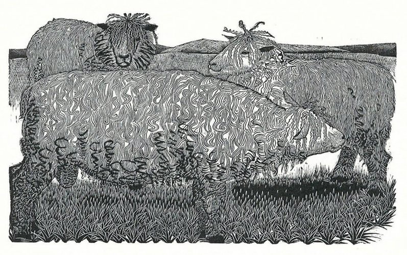 Image of Cotswold Sheep