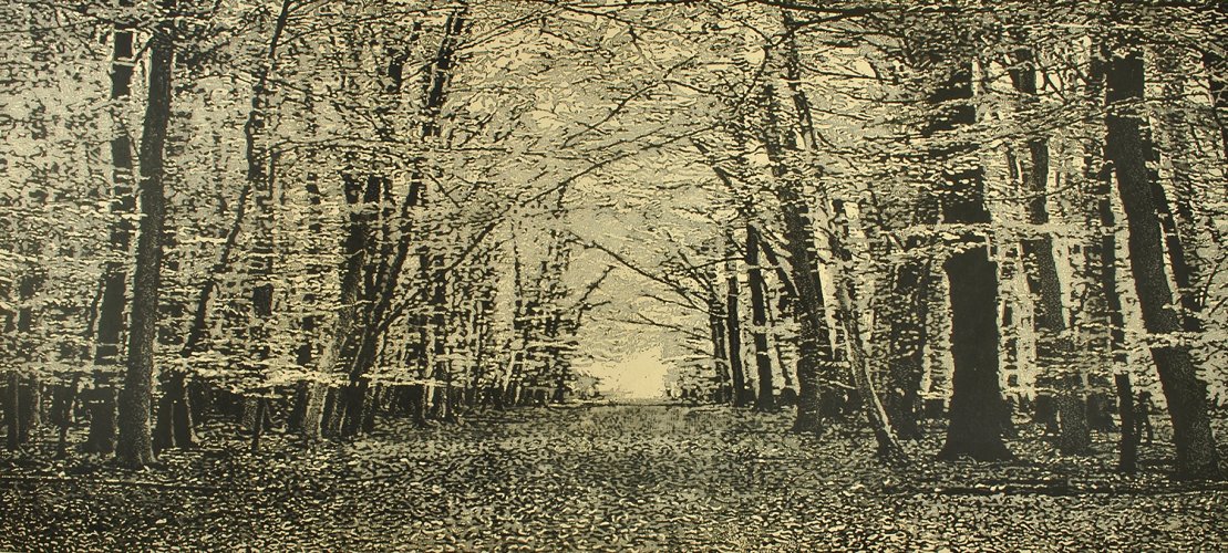 Image of The Beech Wood II