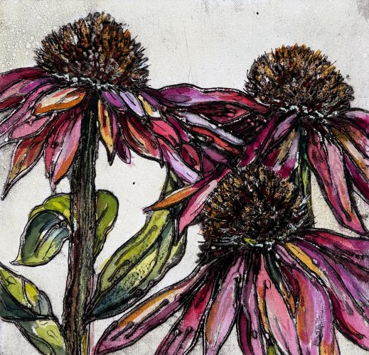 Late Summer Echinacea